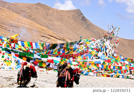 Yak in Tibet with Buddhist prayer flags background 122659251