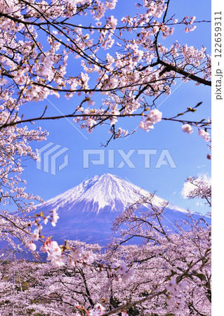 春の富士山と桜 春の富士山と桜 122659311