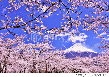 春の富士山と桜 春の富士山と桜 122659313