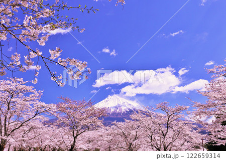 春の富士山と桜 122659314