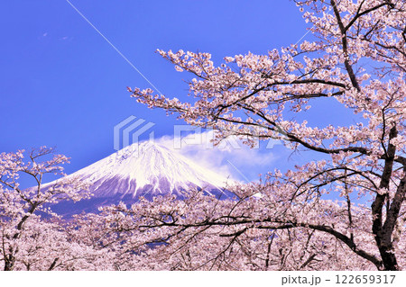 春の富士山と桜 春の富士山と桜 122659317