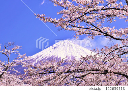 春の富士山と桜 春の富士山と桜 122659318