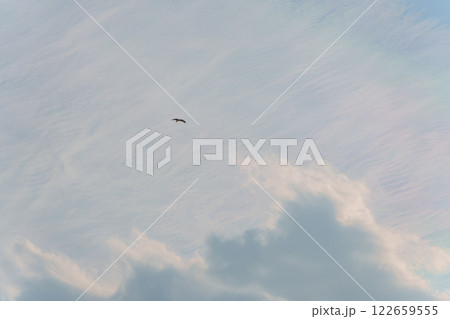 風に乗るトンビ 風に乗るトンビ 122659555