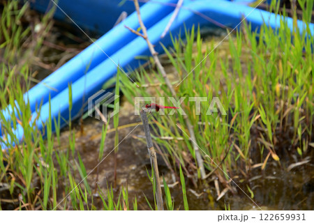 静岡県・桶ケ谷沼のトンボ・ショウジョウトンボ（猩々蜻蛉） 122659931
