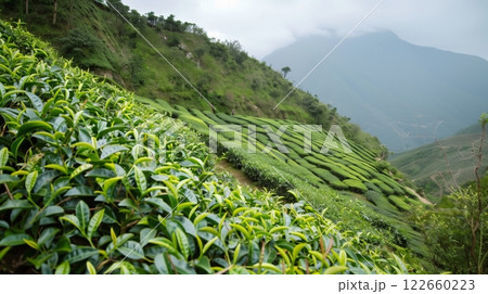 A lush tea plantation decorates the mountainside with bushes in neat rows, forming a serene landscape. 122660223