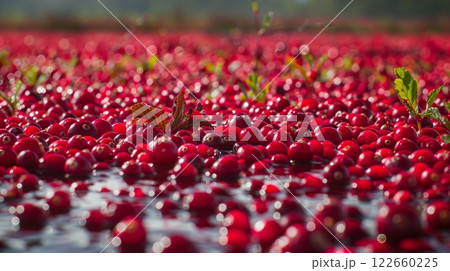 A cranberry bog in full bloom, vibrant red cranberries blanket the water, ready for harvest. A testament to autumn. 122660225
