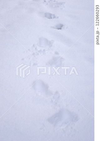 雪に残る足跡 122660293