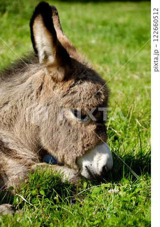 Donkey face Donkey face 122660512