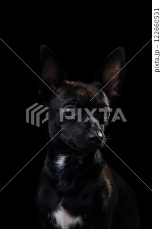 Puppy dog Puppy dog 122660531