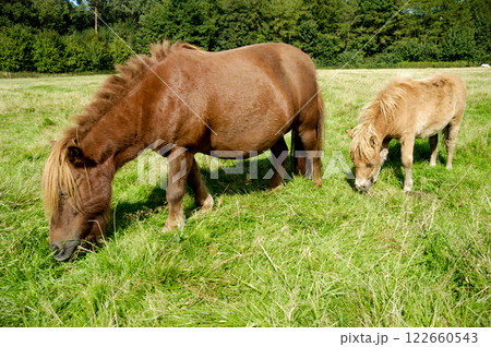 Horse and foal 122660543