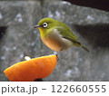 みかんを食べるメジロ 122660555
