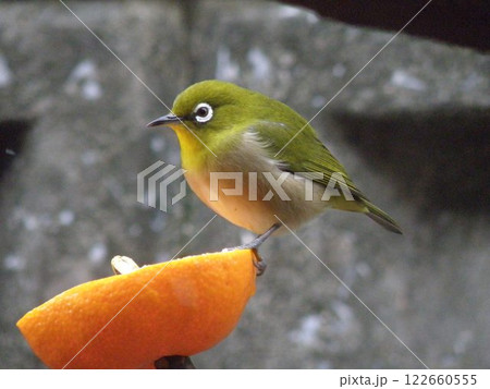 みかんを食べるメジロ 122660555
