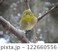 雪の日　木の枝にとまるメジロ 122660556