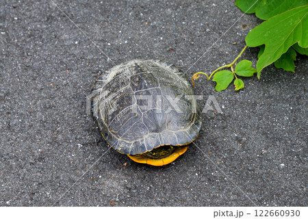 頸や四肢を甲の中に引っこめるカメ 122660930