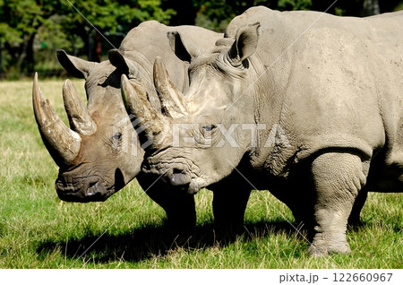 rhinos rhinos 122660967
