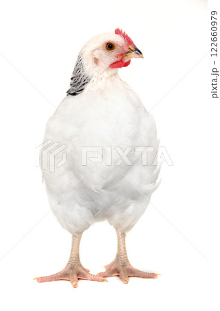 chicken isolated chicken isolated 122660979