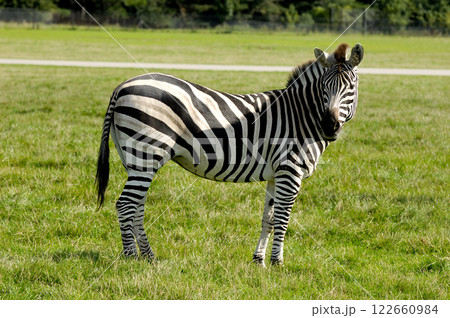 Zebra Zebra 122660984
