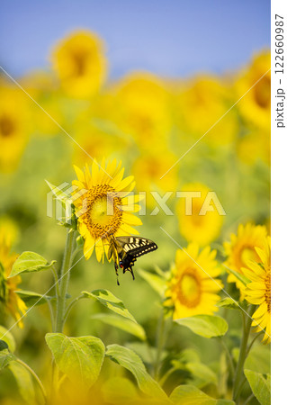 ひまわり畑のひまわりにとまる綺麗なアゲハ蝶1 122660987