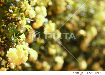 黄色い木香薔薇の花(背景素材) 黄色い木香薔薇の花(背景素材) 122660990