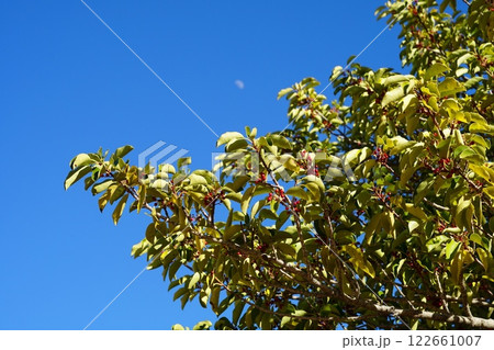 青空に映えるクロガネモチの実 122661007