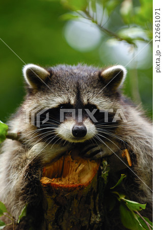 Raccoon Raccoon 122661071