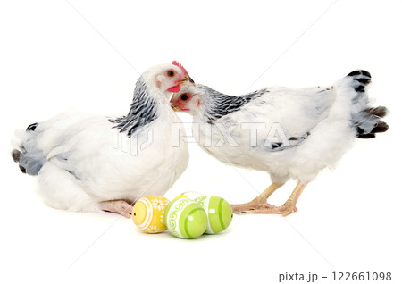Chickens and easter eggs 122661098