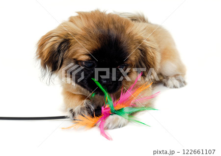Puppy is playing Puppy is playing 122661107