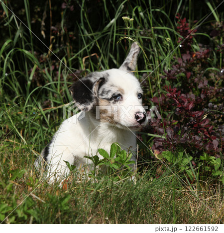 Cardigan Welsh Corgi in the garden 122661592