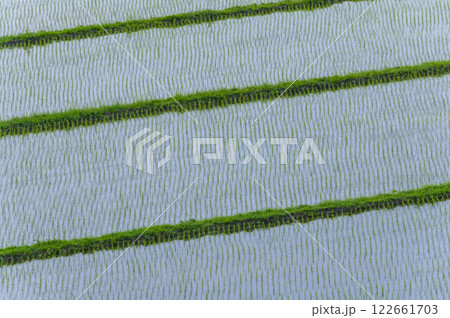 田植え後の水田 田植え後の水田 122661703