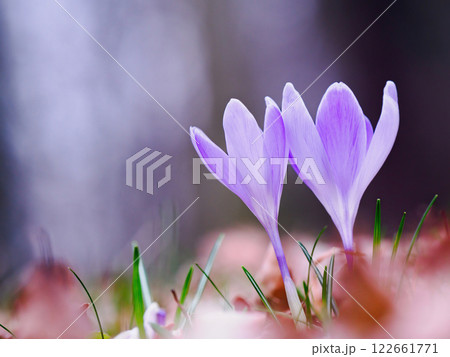 purple crocuses growing in the wild in spring 122661771