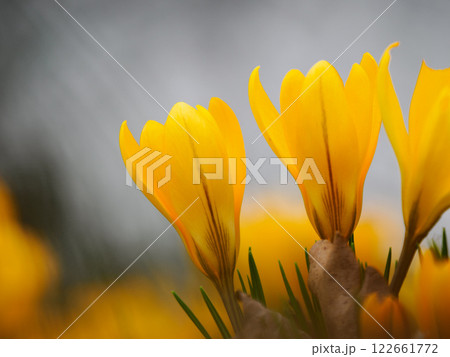 yellow crocuses growing in the forest in spring 122661772