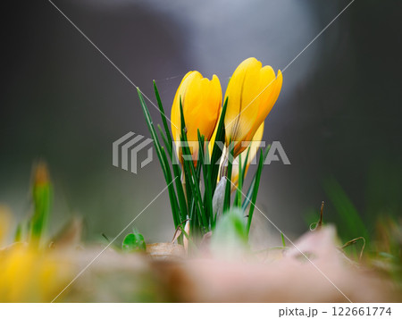 yellow crocuses growing in the forest in spring 122661774