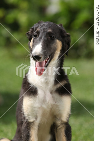 Amazing puppy of Borzoi sitting on the grass Amazing puppy of Borzoi sitting on the grass 122661781