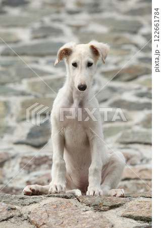 Nice puppy of Borzoi sitting on rocks Nice puppy of Borzoi sitting on rocks 122661784