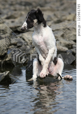 Puppy of Russian Hunting Sighthound Puppy of Russian Hunting Sighthound 122661785