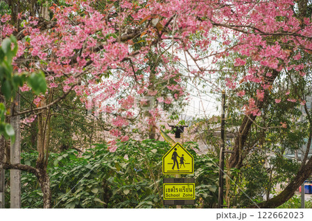 travel in nature concept with pink cherry blossom tree and country road and school zone caution in springtime season 122662023