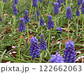 ムスカリ　Muscari　花壇 122662063