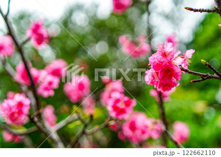 寒緋桜 寒緋桜 122662110
