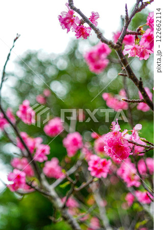 寒緋桜 122662114