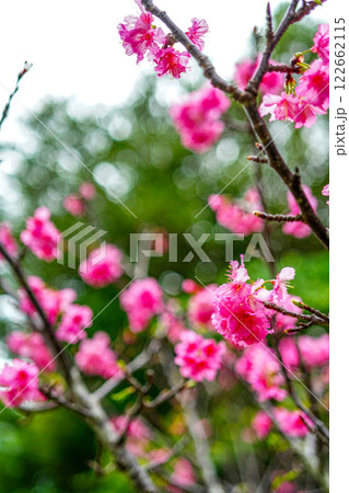 寒緋桜 122662115