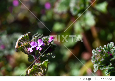 浅い春の日差しの中のホトケノザ 122662288