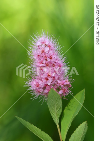 ホザキシモツケ 山野草 夏の草原に咲く花 ピンク色 クローズアップ 自然背景 ホザキシモツケ 山野草 夏の草原に咲く花 ピンク色 クローズアップ 自然背景 122662290