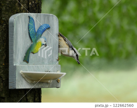 small grey bird nuthatch small grey bird nuthatch 122662560