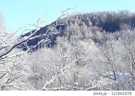 朝の霧氷林　極寒の朝　白銀の森 122662976