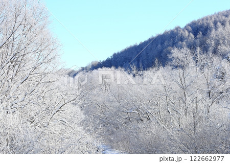 朝の霧氷林 極寒の朝 白銀の森 朝の霧氷林 極寒の朝 白銀の森 122662977