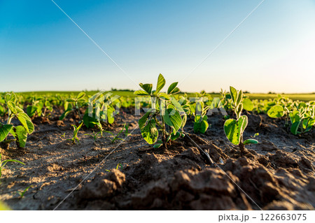 Close-up of soybean sprouts growing in a field. Young green soybean plants. Agricultural soybean field Close-up of soybean sprouts growing in a field. Young green soybean plants. Agricultural soybean field 122663075