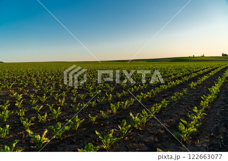 A large agricultural field of sugar beets. Small sugar beet plants at sunset A large agricultural field of sugar beets. Small sugar beet plants at sunset 122663077