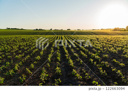 A field of young soybean plants. Agricultural field with soybean sprouts A field of young soybean plants. Agricultural field with soybean sprouts 122663094