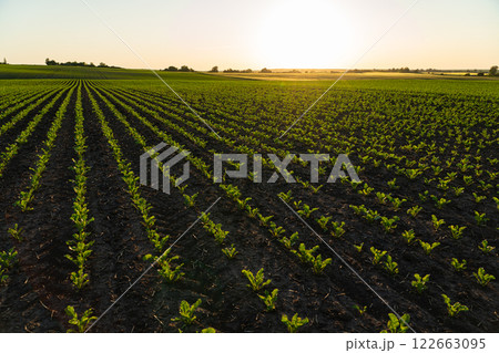 A field of young sugar beet plants. Agricultural field with sugar beet sprouts A field of young sugar beet plants. Agricultural field with sugar beet sprouts 122663095