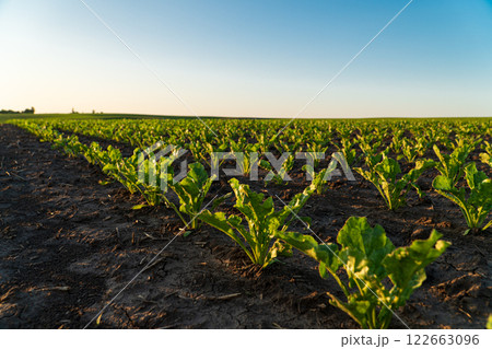 Young sugar beet plants in the field. Beautiful young plants sugar beet grow in the ground. Growing sugar beet 122663096